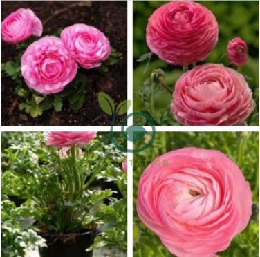 Ranunculus Flower Plants 200 Seeds