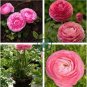 Ranunculus Flower Plants 200 Seeds