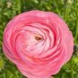 Ranunculus Flower Plants 200 Seeds