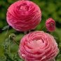 Ranunculus Flower Plants 200 Seeds