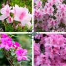 Rhododendron Flower Easy to Grow Azalea 200 Seeds