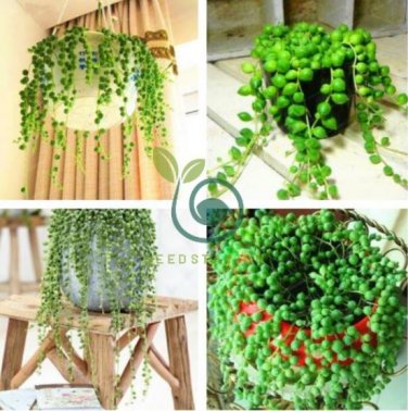 Green Chlorophytum Pearls Bonsai Hanging Potted Type 200 Seeds