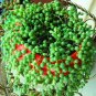 Green Chlorophytum Pearls Bonsai Hanging Potted Type 200 Seeds