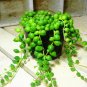 Green Chlorophytum Pearls Bonsai Hanging Potted Type 200 Seeds