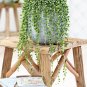 Green Chlorophytum Pearls Bonsai Hanging Potted Type 200 Seeds