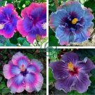 Giant Purple Hibiscus Flower 40 Seeds