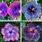 Giant Purple Hibiscus Flower 40 Seeds