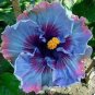 Giant Purple Hibiscus Flower 40 Seeds
