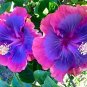 Giant Purple Hibiscus Flower 40 Seeds