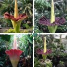 Beautiful Flower Flores 20 Seeds