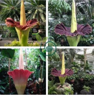 Beautiful Flower Flores 20 Seeds