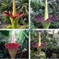Beautiful Flower Flores 20 Seeds