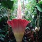 Beautiful Flower Flores 20 Seeds
