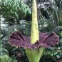 Beautiful Flower Flores 20 Seeds