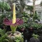 Beautiful Flower Flores 20 Seeds