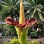 Beautiful Flower Flores 20 Seeds