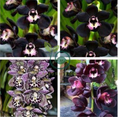 Unique Black Cymbidium Faberi Flower 200 Seeds