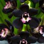 Unique Black Cymbidium Faberi Flower 200 Seeds