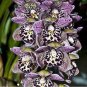 Unique Black Cymbidium Faberi Flower 200 Seeds