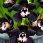 Unique Black Cymbidium Faberi Flower 200 Seeds