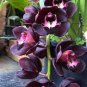 Unique Black Cymbidium Faberi Flower 200 Seeds