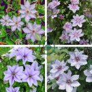 Climbing Clematis (not Bulb) Clematis Florida 200 Seeds
