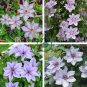 Climbing Clematis (not Bulb) Clematis Florida 200 Seeds