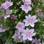 Climbing Clematis (not Bulb) Clematis Florida 200 Seeds