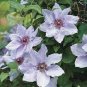 Climbing Clematis (not Bulb) Clematis Florida 200 Seeds