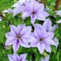 Climbing Clematis (not Bulb) Clematis Florida 200 Seeds