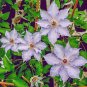 Climbing Clematis (not Bulb) Clematis Florida 200 Seeds