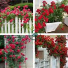 Thailand Climbing Beautyful Rose 200 Seeds