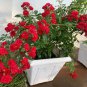 Thailand Climbing Beautyful Rose 200 Seeds