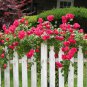 Thailand Climbing Beautyful Rose 200 Seeds
