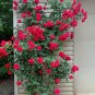 Thailand Climbing Beautyful Rose 200 Seeds
