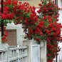 Thailand Climbing Beautyful Rose 200 Seeds