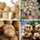 Pachyrhizus 40 Seeds