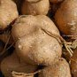 Pachyrhizus 40 Seeds