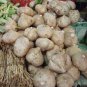 Pachyrhizus 40 Seeds