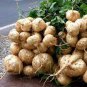 Pachyrhizus 40 Seeds