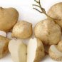 Pachyrhizus 40 Seeds
