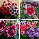 24 Color Imported Gloxinia Plant 200 Seeds