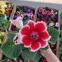 24 Color Imported Gloxinia Plant 200 Seeds