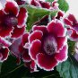 24 Color Imported Gloxinia Plant 200 Seeds