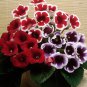 24 Color Imported Gloxinia Plant 200 Seeds