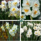 Daffodil Bulbs Narcissus Aquatic Plants Double Flowers Light Fragrant 4 Seeds