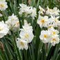 Daffodil Bulbs Narcissus Aquatic Plants Double Flowers Light Fragrant 4 Seeds
