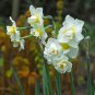 Daffodil Bulbs Narcissus Aquatic Plants Double Flowers Light Fragrant 4 Seeds