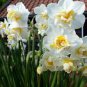 Daffodil Bulbs Narcissus Aquatic Plants Double Flowers Light Fragrant 4 Seeds