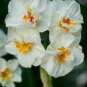 Daffodil Bulbs Narcissus Aquatic Plants Double Flowers Light Fragrant 4 Seeds